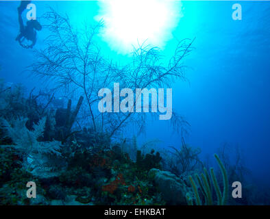 Weichkorallen in der Nähe von Cayo Largo, Kuba Stockfoto