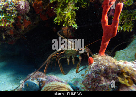 Roten Hummer in freier Wildbahn, Cayo Largo, Kuba Stockfoto