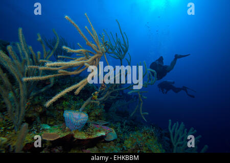 Weichkorallen in der Nähe von Cayo Largo, Kuba Stockfoto