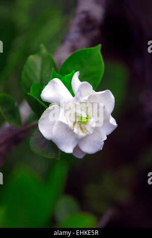 Nationale Blume von Kuba - La Mariposa (Schmetterling Jasmin) Stockfoto