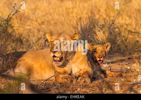 Eine Löwin und Cub in Etosha Nationalpark, Namibia. Stockfoto