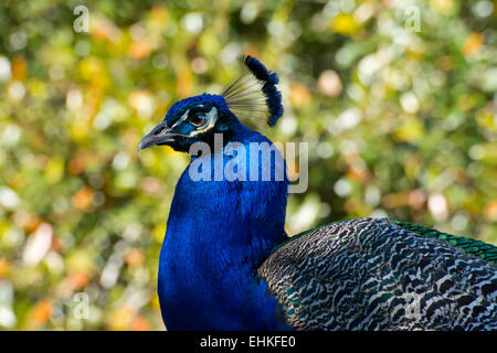 Nahaufnahme von einem Pfau. Stockfoto