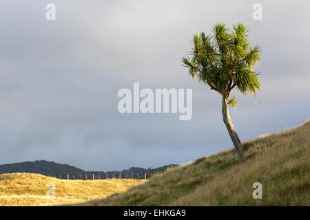 Ein einsamer Neuseeland Kohl Baum wächst auf einem Hügel in Neuseeland, Südinsel Stockfoto