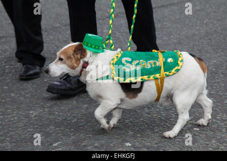 Manchester, UK 15. März 2015.  Den Hund an der St. Patricks Wochenende Irish Festival Bengel.  Tausende Menschen säumten die Straßen mit ansehen, wie die St. Patricks Day Parade bildete seine Weise durch Manchester.  Die farbenfrohe Prozession auf den Weg vom Irish World Heritage Centre in Cheetham Hill vor, der seinen Weg zu Albert Square.  Fahnenträger, die Vertretung der 32 Grafschaften in die Smaragdinsel führte die Parade in der Innenstadt, gefolgt von Schwimmern aus irischen Verbände der Stadt. Stockfoto