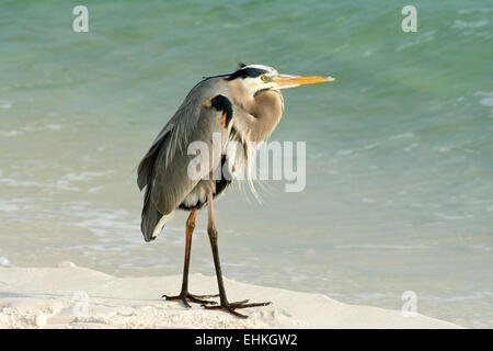 Ein Great Blue Heron auf Okaloosa Beach, Florida. Stockfoto