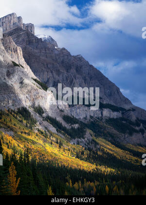 Berghang mit fallen farbige Espe Bäume. Banff Nationalpark, Alberta, Kanada Stockfoto