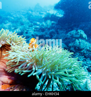 Unterwasserlandschaft mit Anemonenfisch in der Nähe von tropischen Korallenriff, Bali, Indonesien Stockfoto