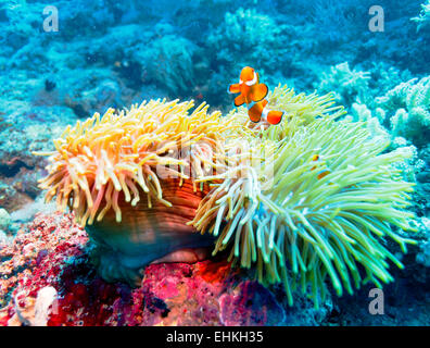 Unterwasserlandschaft mit Clown-Fisch in der Nähe von tropischen Korallenriff, Bali, Indonesien Stockfoto