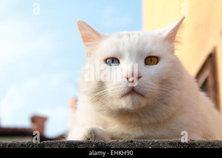 Weiße Katze, die in den späten Nachmittag in der Sonne aalen Stockfoto