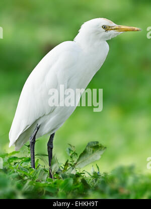 Der Silberreiher (Ardea Alba), auch bekannt als gemeinsame Silberreiher, große Reiher oder großer weißer Reiher Stockfoto