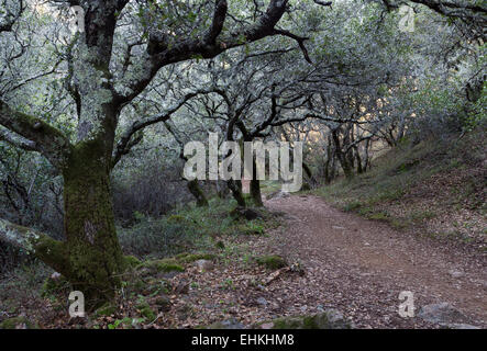 Wanderweg zur Arroyo de San Jose Wasserfall in der Stadt von Novato Marin County Kalifornien USA Nordamerika Stockfoto