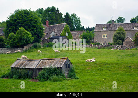 Schafe, entspannen in einem Feld mit einem Hühnerstall in den Cotswolds, England, Vereinigtes Königreich. Stockfoto