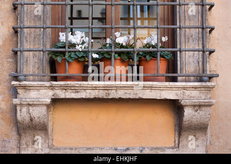 Drei Blumen in Blumentöpfen auf der Fensterbank hinter Metallgitter in Italien Stockfoto