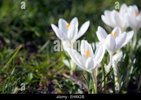 Weiße Krokusse blühen im März, die den Beginn des Frühlings Stockfoto