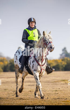 Eine junge Frau reitet ihr Pferd im New Forest National Park. Sie trägt einen Helm und Hallo Vis Weste Stockfoto