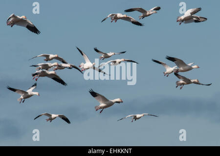 Schneegänse (Chen Caerulescens) im Flug über Winterquartier in Sacramento National Wildlife Refuge in Zentral-Kalifornien Stockfoto