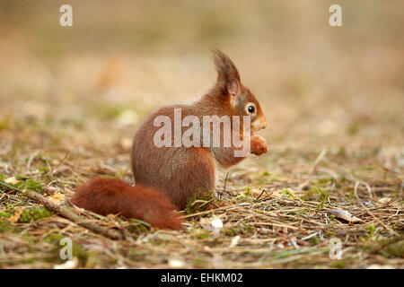 Eurasische Eichhörnchen im Wald (Sciurus Vulgaris) Stockfoto