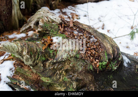 Ein Haufen von Kiefer Kegel Skalen markiert eine Eichhörnchen Fütterung vor Ort auf einem alten Baumstumpf im Acadia National Park, Maine. Stockfoto