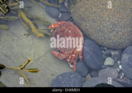 Ein Rock-Krebs (Cancer Irroratus) sucht ein Versteck in einem Tidepool, Bar Harbor, Maine. Stockfoto