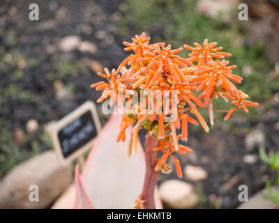 Aloe Striata oder Coral Aloe Nahaufnahme von Blumen in eine Aloe-Plantage in Fuerteventura, Kanarische Inseln-Spanien Stockfoto