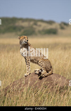 Geparden in der Masai Mara, Kenia Stockfoto