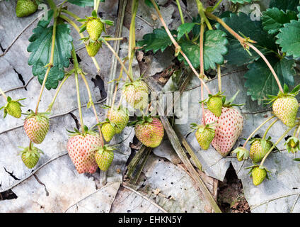 Junge Erdbeere in der Bio-Bauernhof. Stockfoto