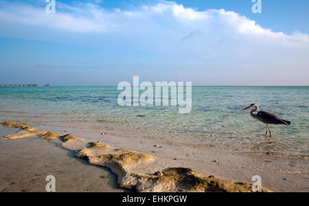 Wilder Ozeanstrand mit Graureiher, Ari-Atoll. Malediven Stockfoto