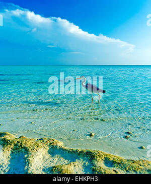 Sommerlandschaft mit Graureiher und Wild Ocean Beach, Malediven Stockfoto