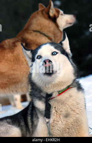 lustiger Hund Stockfoto