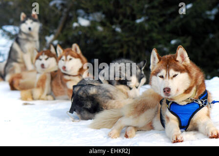 Schlittenhunde-Team in Kanada Stockfoto