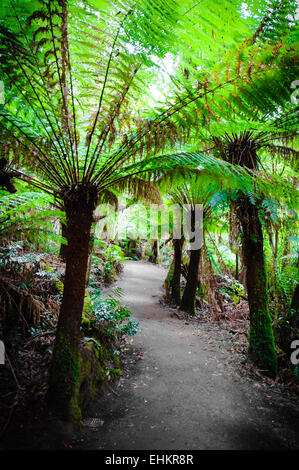 MAITS Rest Rainforest Trail im Great Otway National Park auf der Great Ocean Road, Victoria State, Australien Stockfoto