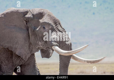 Ein Porträt von einem Elefantenbullen präsentiert seine bemerkenswerte Stoßzähne. Stockfoto