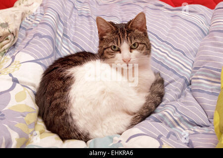 Hauskatze, ruhen auf einem Bett Stockfoto