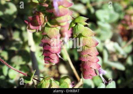 Origanum Dictamnus Diptam Crete Kraut Nahaufnahme Stockfoto