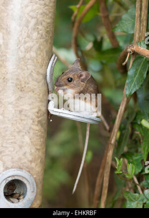 Europäische Waldmaus - Apodemus Sylvaticus - Essen Sonnenblumenkerne von Vogelhäuschen. Stockfoto