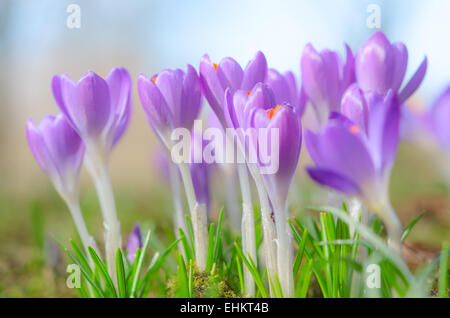 Frisch zerbrechlich schönen ersten Frühling Krokus Blüte Pastelle Blumen auf sonnenbeschienenen Alpine Waldwiese Stockfoto