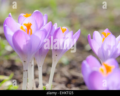 Frisches lila Blüte Crocus Frühlingsblumen in alpinen Lichtung. Foto mit Weichzeichner und kleinen DOF. Stockfoto