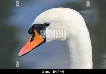 Kopf-Profil Closeup einzelne Porträt des anmutigen weißen Höckerschwan auf dem See oder Teich Stockfoto