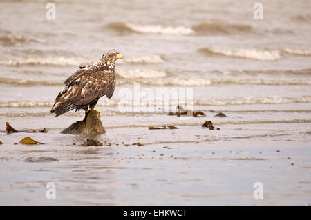 Junge Adler ruht auf einem Alaskan-Strand. Stockfoto