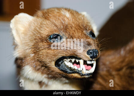 Eine gefüllten Hermelin Stockfoto
