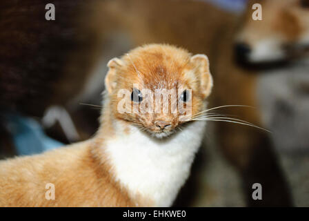 Eine gefüllten Hermelin Stockfoto
