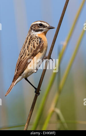 Braunkehlchen, Männlich, Kampanien, Italien (Saxicola Rubetra) Stockfoto