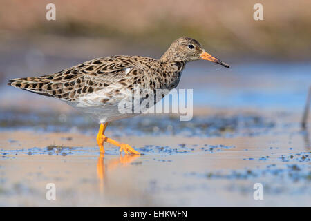 Ruff, Kampanien, Italien (Philomachus Pugnax) Stockfoto