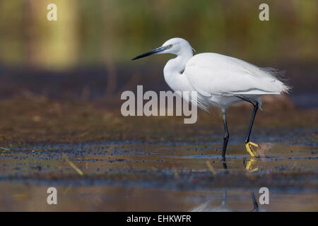 Kleiner Reiher, Kampanien, Italien (Egretta Garzetta) Stockfoto