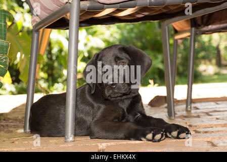 Ein Labrador-Welpe liegt und unter einem Stuhl auf der Veranda zu entspannen. Stockfoto