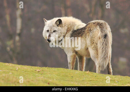 Timberwolf rückblickend über seine Schulter. Stockfoto