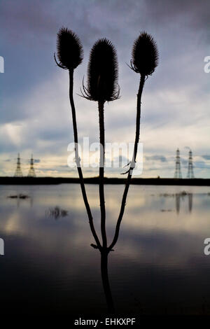 Karde, Dipsacus Fullonum, Samenköpfe Silhouette mit Stromleitungen, Dungeness, Kent, England Stockfoto