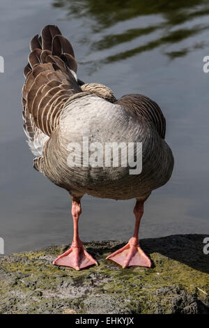 Graugans versteckt sein Gesicht Stockfoto