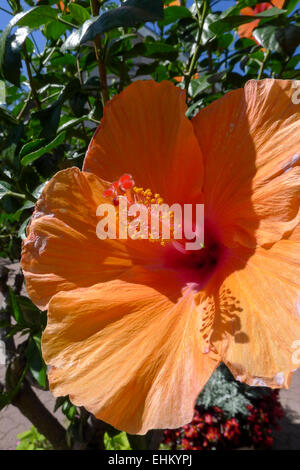 Große dekorative Blüte des tropischen Hibiskus Stockfoto