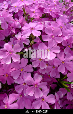 Lila Sommer-Phlox (Phlox Paniculata), eine duftende und einfach anzubauende Pflanze in Nordamerika Stockfoto